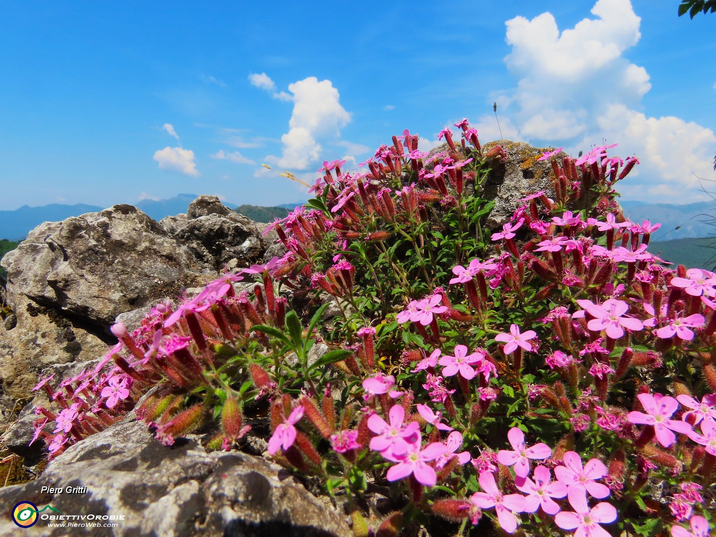 07 Saponaria ocymoides - Saponaria di roccia.JPG